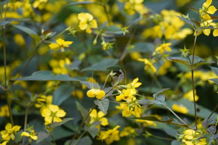 Foto de Hinojo o Foeniculum vulgare, amarillo - Imagen libre de derechos