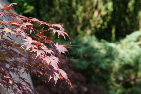 Photo for Japanese red maple or Acer palmatum, Atropurpureum - Royalty Free Image