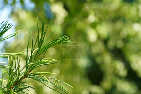 Photo for Japanese red cedar or Cryptomeria japonica - Royalty Free Image