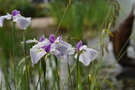 Téléchargez les photos : L'iris japonais connu sous le nom de Tiare de la Reine - en image libre de droit