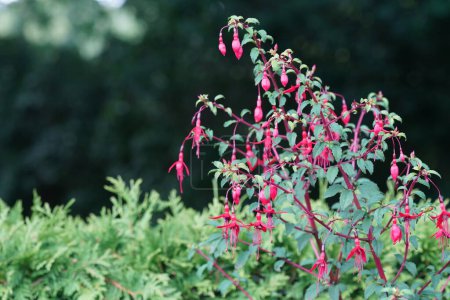 Téléchargez les photos : Fuchsia hybrida fleurs, gros plan - en image libre de droit