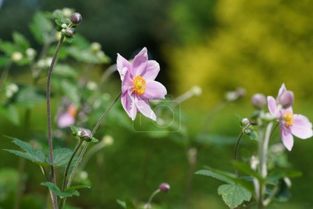 Foto de Hermosas flores rosadas en el jardín - Imagen libre de derechos