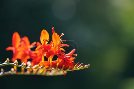 Foto de Primer plano de hermosas flores rojas - Imagen libre de derechos