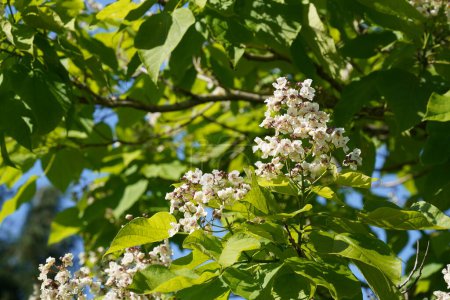 Photo for Closeup of white flowers and green leaves of blossoming tree - Royalty Free Image