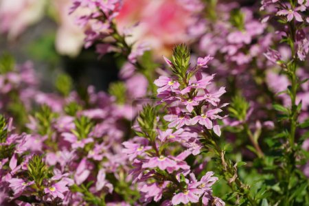 Téléchargez les photos : Fleurs printanières. buisson en fleurs dans le jardin - en image libre de droit