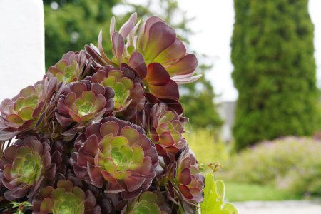 Foto de Hermosas plantas suculentas de eonio en un jardín - Imagen libre de derechos