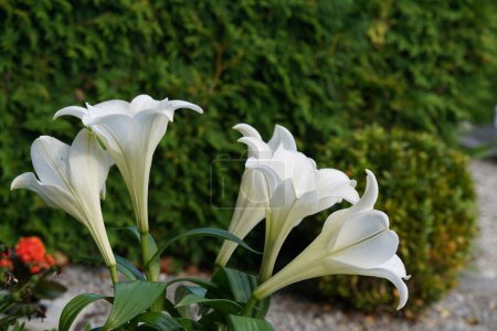 Foto de Flores de lirio blanco en el jardín - Imagen libre de derechos