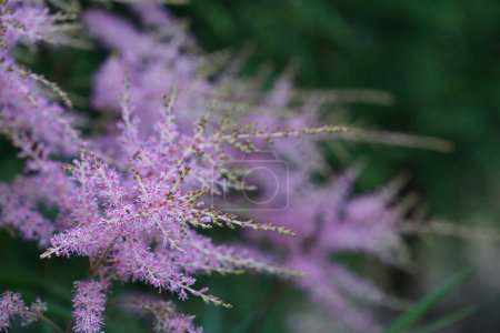 Téléchargez les photos : Vue rapprochée de belles fleurs violettes - en image libre de droit