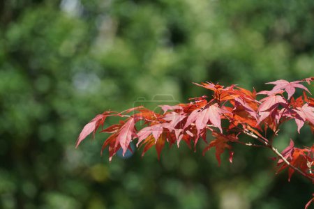 Photo for Japanese maple or Acer palmatum - Royalty Free Image