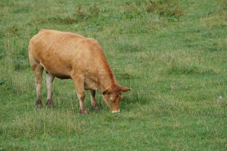 Foto de Vaca en el prado verde - Imagen libre de derechos