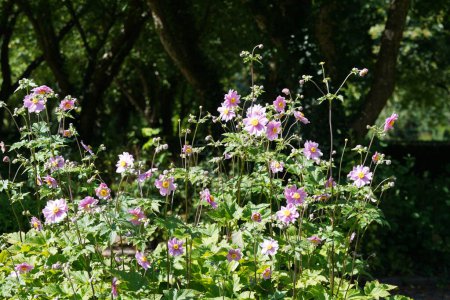 Foto de Hermosas flores en el jardín, concepto de verano - Imagen libre de derechos
