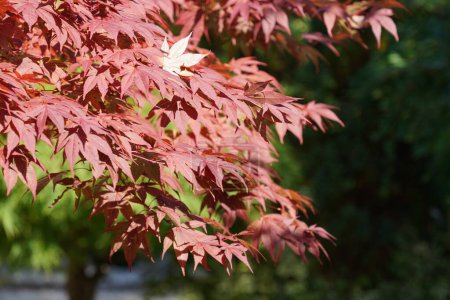 Photo for Japanese maple or Acer palmatum - Royalty Free Image