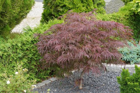 Japanischer Ahorn oder Acer palmatum