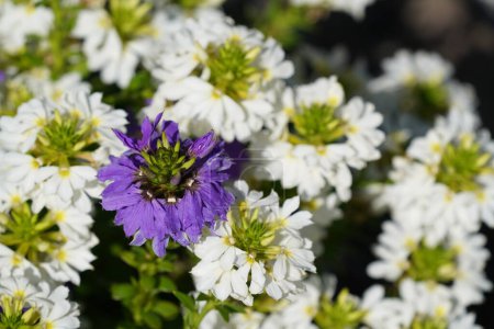 Téléchargez les photos : Fleurs vives dans le jardin - en image libre de droit