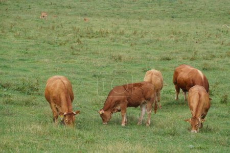 Téléchargez les photos : Vaches pâturant dans la prairie verte - en image libre de droit