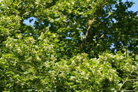 Photo for Large-leaved lime or Tilia platyphyllos also known as Largeleaf linden, Female lime - Royalty Free Image