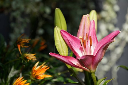 Téléchargez les photos : Belles fleurs poussant dans le jardin à la journée ensoleillée d'été - en image libre de droit