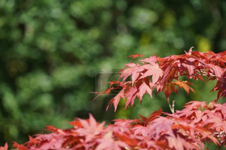 Téléchargez les photos : Érable japonais ou Acer palmatum - en image libre de droit