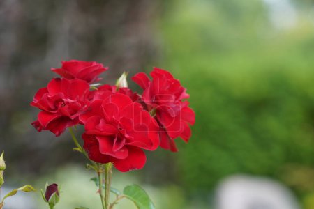 Téléchargez les photos : Rosiers de jardin ou Hibiscus rosa-sinensis, une plante connue sous le nom commun de Dheeraj - en image libre de droit