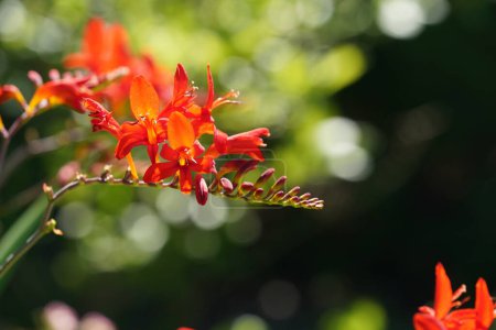 Photo for Beautiful tropical red flowers in the garden - Royalty Free Image