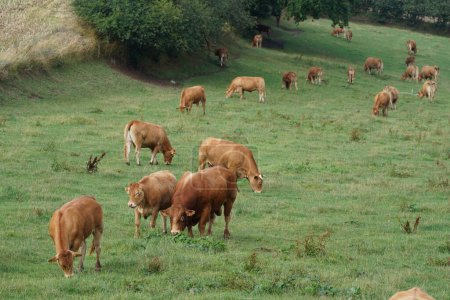 Foto de Vacas pastando en el prado verde - Imagen libre de derechos