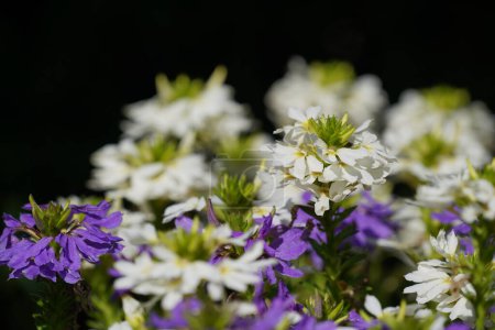 Foto de Flores blancas y moradas de cerca - Imagen libre de derechos