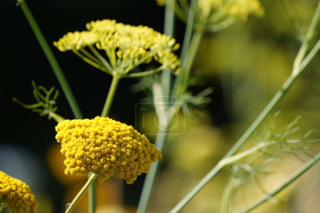 Foto de Primer plano de una hermosa flores amarillas en la naturaleza - Imagen libre de derechos