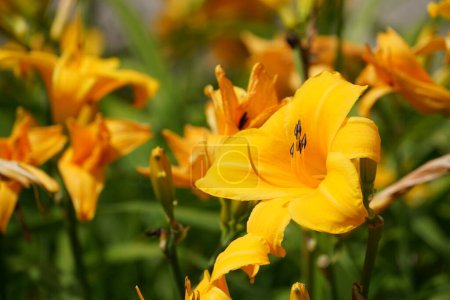 Foto de Flores amarillas en el jardín - Imagen libre de derechos
