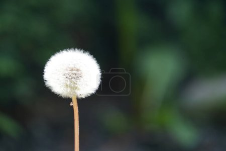 Téléchargez les photos : Fleur de pissenlit sur fond vert - en image libre de droit