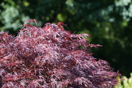 Foto de Arce japonés o Acer palmatum - Imagen libre de derechos