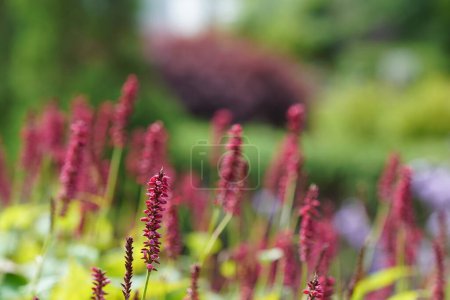 Photo for Redshank or Persicaria maculosa also known as Lady's thumb, Jesusplant - Royalty Free Image