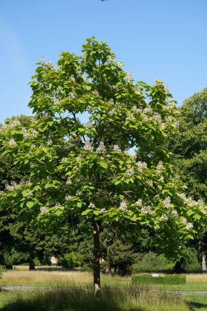 Téléchargez les photos : Gros plan de fleurs blanches et de feuilles vertes d'arbre en fleurs - en image libre de droit