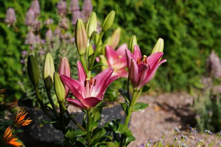 Foto de Hermosas flores que crecen en el jardín en verano día soleado - Imagen libre de derechos