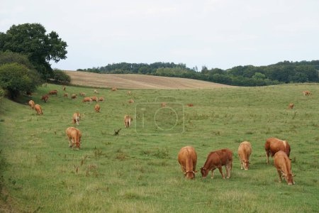 Téléchargez les photos : Vaches pâturant dans la prairie verte - en image libre de droit