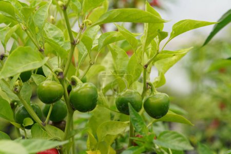 Téléchargez les photos : Gros plan de poivrons verts dans un jardin - en image libre de droit