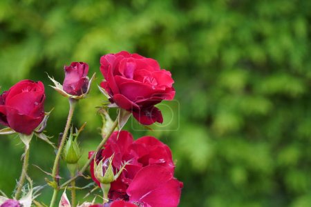 Téléchargez les photos : Rosiers de jardin ou Hibiscus rosa-sinensis, une plante connue sous le nom commun de Dheeraj - en image libre de droit