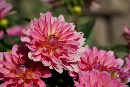 Foto de Hermosas flores de dalia rosa en el jardín - Imagen libre de derechos