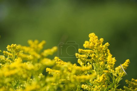 Photo for Solidago canadensis, colloquially known as canada goldenrod - Royalty Free Image