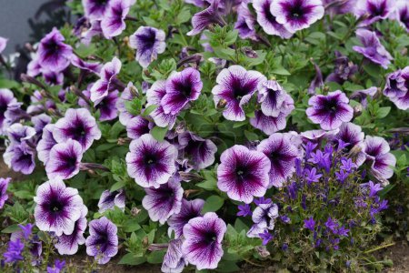 Photo for Colorful Petunia Flowers, Closeup Shot - Royalty Free Image