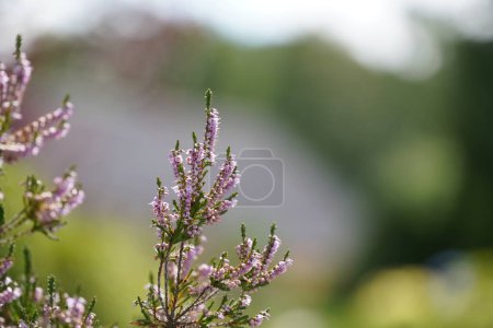 Téléchargez les photos : Gros plan d'un buisson d'une bruyère pourpre dans un jardin - en image libre de droit