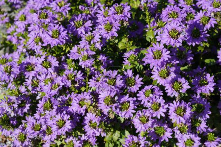 Photo for Beautiful Purple Fairy fan-flowers or Scaevola aemula - Royalty Free Image
