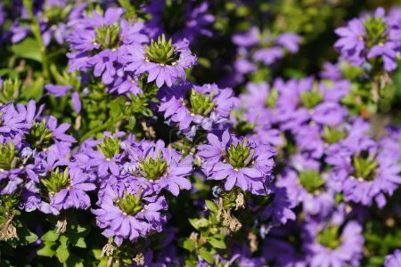 Foto de Hermosas flores de hadas púrpura ventilador o Escaevola aemula - Imagen libre de derechos