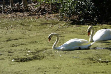 Foto de Cisnes blancos nadando en el agua - Imagen libre de derechos