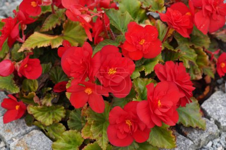 Téléchargez les photos : Vue rapprochée de la bégonia tuberculeuse ou Begonia tuberhybrida fleurs rouges - en image libre de droit