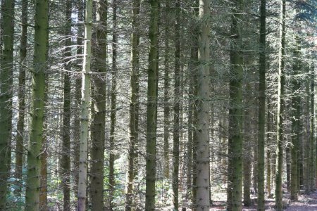 Téléchargez les photos : Beau paysage de la forêt de pins - en image libre de droit