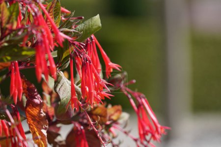 Photo for The hardy fuchsia also known as Hummingbird - Royalty Free Image