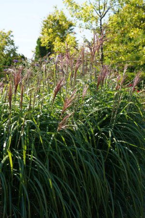 Téléchargez les photos : Plan naturel de l'herbe argentée chinoise ou Miscanthus sinensis - en image libre de droit