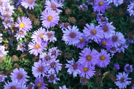 Photo for Alpine Aster, Aster alpinus. Decorative garden plant with purple flowers - Royalty Free Image