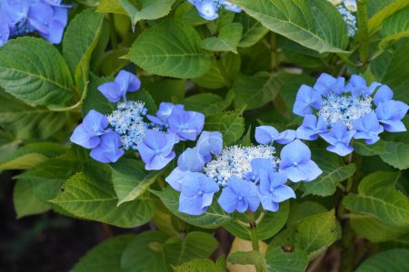 Photo for Blue hydrangea flowers in the garden - Royalty Free Image