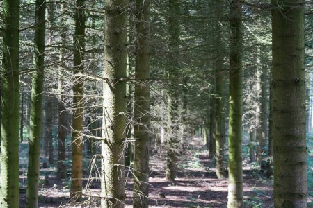 Téléchargez les photos : Beau paysage de la forêt de pins - en image libre de droit